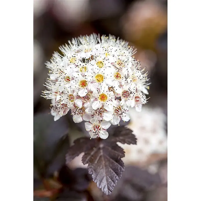 Pflanzen für dich Blasenspiere Blasenspiere - Physocarpus opulifolius 'Diabolo', 80 cm - 100 cm - Blütenstand kleiner weißer Blüten mit gelb-roten Zentren und dunklen, gelappten Blättern.