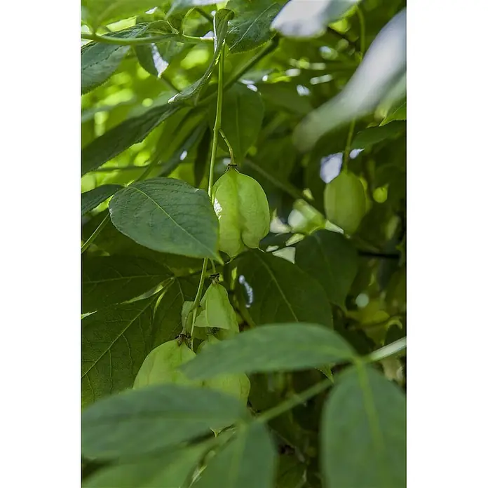 Pflanzen für dich Blasenspiere 40-60 cm - Staphylea pinnata, 40 cm - 60 cm - Hellgrüne, aufgeblasene, papierartige Samenkapseln hängen zwischen grünen Blättern.