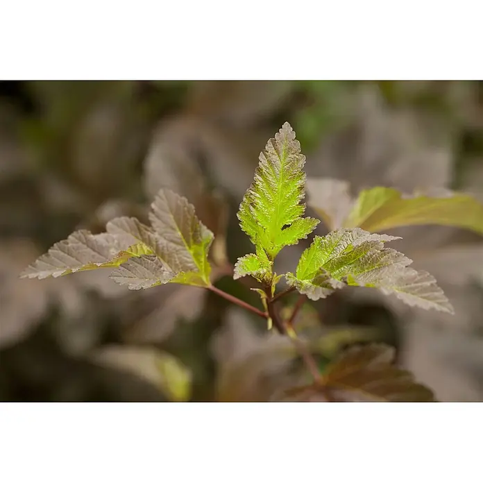 Pflanzen für dich Blasenspiere Blasenspiere - Physocarpus opulifolius 'Diabolo', 80 cm - 100 cm - Nahaufnahme eines Pflanzenzweigs mit leuchtend grünen neuen Blättern zwischen älteren, matteren grünbraunen Blättern.