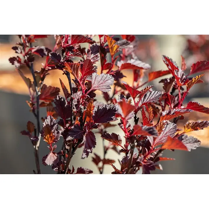 Pflanzen für dich Blasenspiere 40-60 cm - Physocarpus opulifolius 'All Black', 40 cm - 60 cm - Nahaufnahme eines Strauchs mit dunkelroten und burgunderfarbenen Blättern, teils silbrig schimmernd, von Sonnenlicht hinterleuchtet.