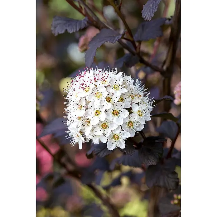 Pflanzen für dich Blasenspiere Blasenspiere - Physocarpus opulifolius 'Diabolo', 80 cm - 100 cm - Blütenbüschel kleiner weißer Blüten mit roten und schwarzen Staubblättern an einer Pflanze mit dunkelvioletten Blättern.