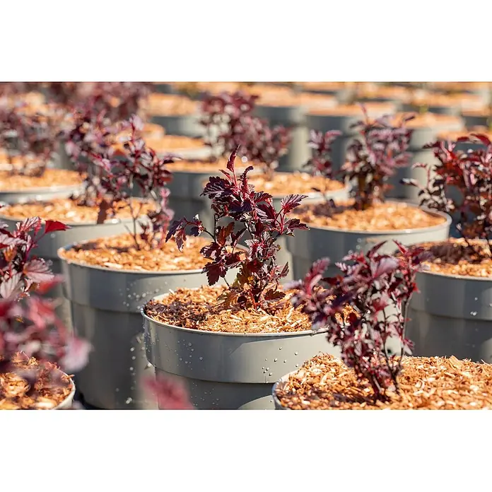 Pflanzen für dich Blasenspiere 40-60 cm - Physocarpus opulifolius 'All Black', 40 cm - 60 cm - Junge Pflanzen mit rötlich-violetten Blättern in grauen Pflanztöpfen, mit Holzspänen bedeckt.