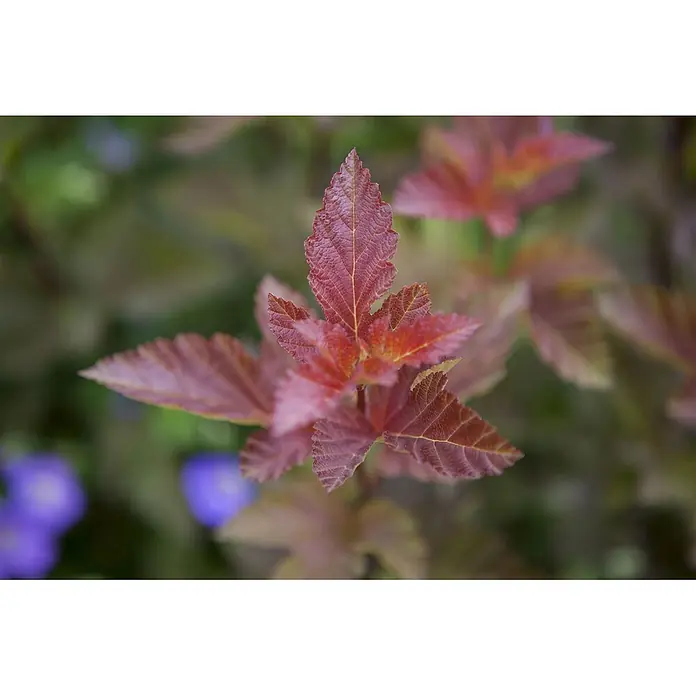 Pflanzen für dich Blasenspiere Blasenspiere - Physocarpus opulifolius 'Lady in Red', 80 cm - 100 cm - Ein Büschel rotbrauner Blätter mit texturierter Oberfläche und gezackten Rändern auf einer Pflanze, vor verschwommenem, natürlichem Hintergrund.