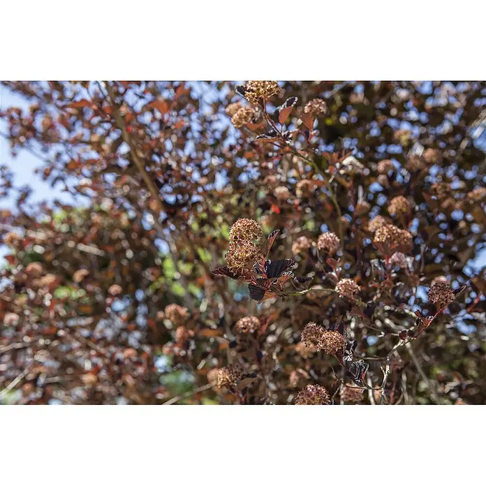 Pflanzen für dich Blasenspiere 60-100 cm - Physocarpus opulifolius, 60 cm - 100 cm - Nahaufnahme eines Strauches mit dunkelrotbraunen Blättern und getrockneten hellbraunen Blütenständen.