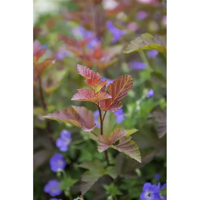 Pflanzen für dich Blasenspiere Blasenspiere - Physocarpus opulifolius 'Lady in Red', 80 cm - 100 cm - Nahaufnahme einer Pflanze mit rotbraunen Blättern und verschwommenen lila Blüten im Hintergrund.
