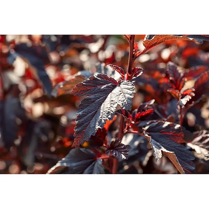 Pflanzen für dich Blasenspiere 40-60 cm - Physocarpus opulifolius 'All Black', 40 cm - 60 cm - Leuchtend dunkelrot-violette Blätter eines Strauchs, von hinten beleuchtet, um ihre roten Adern hervorzuheben.