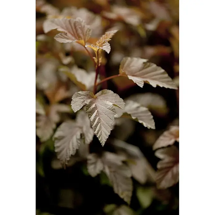 Pflanzen für dich Blasenspiere Blasenspiere - Physocarpus opulifolius 'Lady in Red', 80 cm - 100 cm - Helle braune Pflanzenblätter mit ausgeprägten Adern und kleinen Wassertropfen am Stiel.