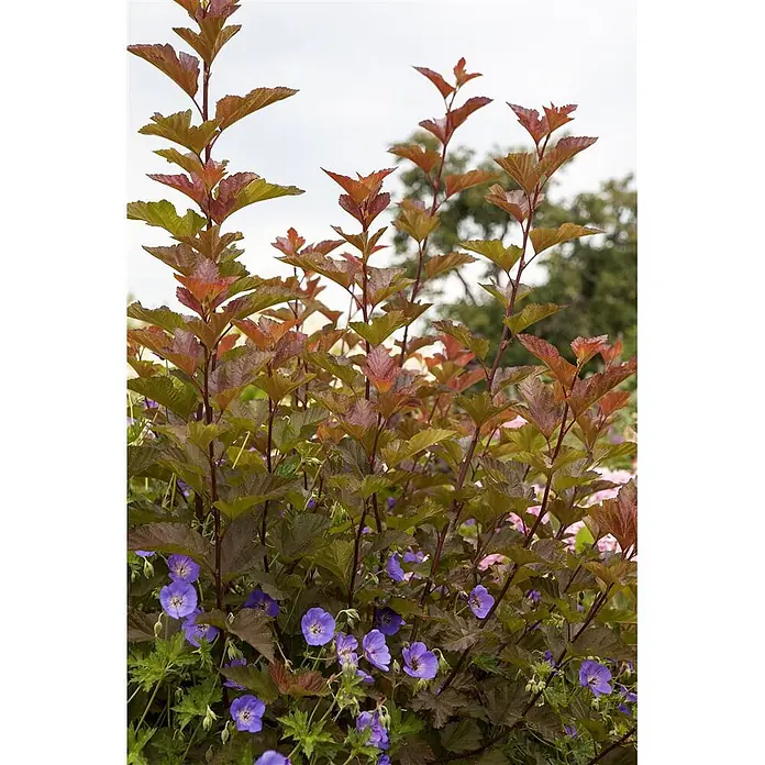 Pflanzen für dich Blasenspiere Blasenspiere - Physocarpus opulifolius 'Lady in Red', 80 cm - 100 cm - Rotbrauner Strauch mit violetten Blüten darunter.