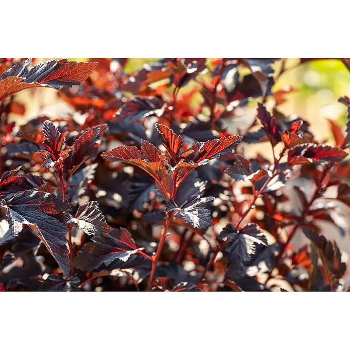 Pflanzen für dich Blasenspiere 40-60 cm - Physocarpus opulifolius 'All Black', 40 cm - 60 cm - Nahaufnahme eines Strauchs mit dunkelroten Blättern, teils von Sonnenlicht beleuchtet.