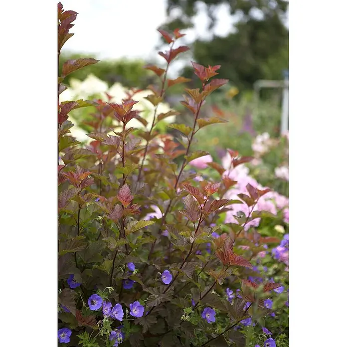 Pflanzen für dich Blasenspiere Blasenspiere - Physocarpus opulifolius 'Lady in Red', 80 cm - 100 cm - Strauch mit rotbraunen Blättern und kleinen blauen Blüten in einem Garten.