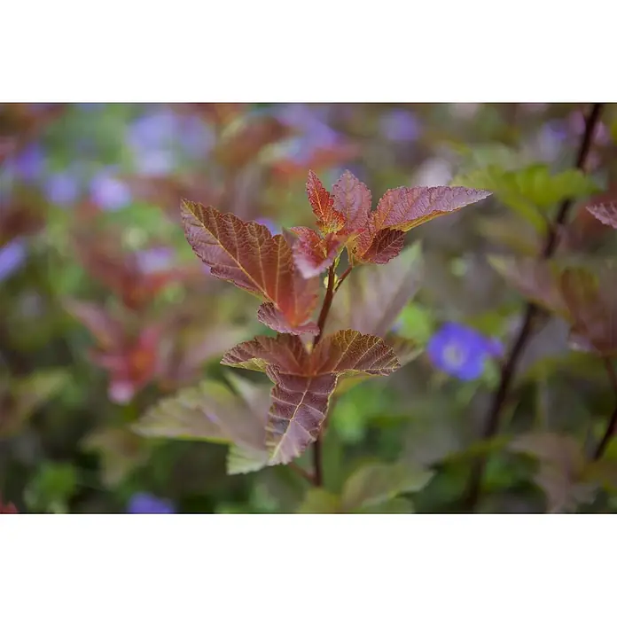 Pflanzen für dich Blasenspiere Blasenspiere - Physocarpus opulifolius 'Lady in Red', 80 cm - 100 cm - Nahaufnahme eines Zweiges mit leuchtend rotbraunen Blättern, prominenten Adern und gezackten Rändern vor verschwommenem Naturhintergrund.