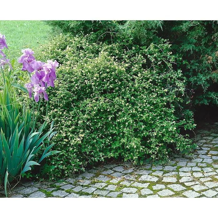 Pflanzen für dich Blasenspiere 20-30 cm - Stephanandra incisa 'Crispa', 20 cm - 30 cm - Ein dichter, grün blühender Strauch mit kleinen hellen Blüten, neben einem gepflasterten Gartenweg und lila Schwertlilien.