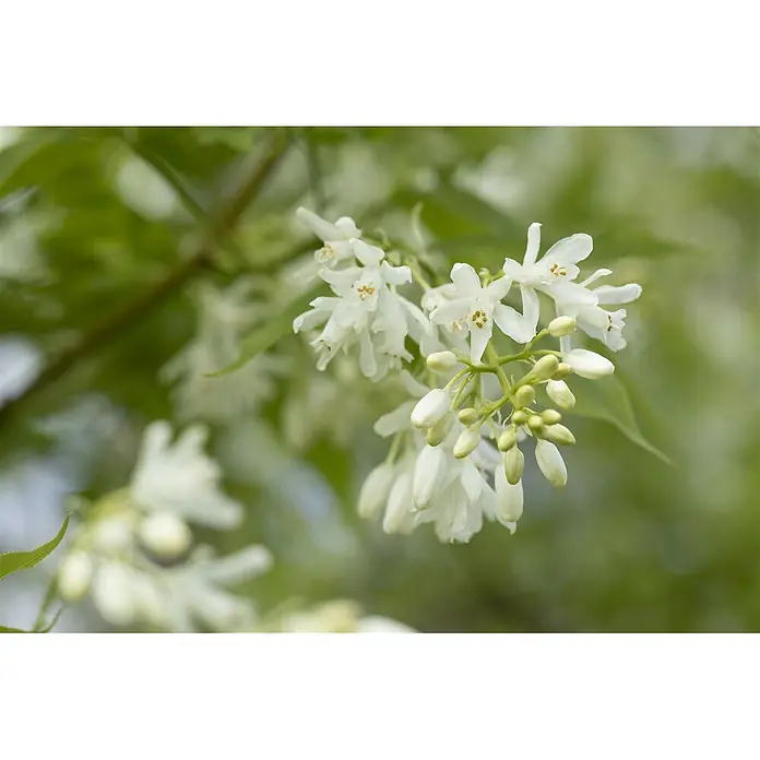 Pflanzen für dich Blasenspiere 60-80 cm - Staphylea colchica, 60 cm - 80 cm - Weiße Blüten und grüne Knospen an einem belaubten Zweig.
