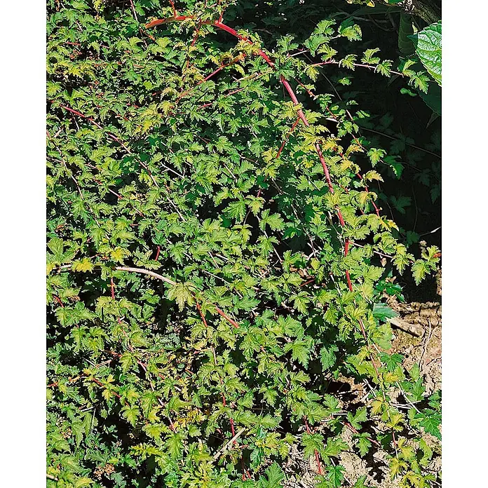 Pflanzen für dich Blasenspiere 20-30 cm - Stephanandra incisa 'Crispa', 20 cm - 30 cm - Dichtes grünes Laub mit auffälligen roten Stielen, das einen lebendigen Bodendecker bildet.