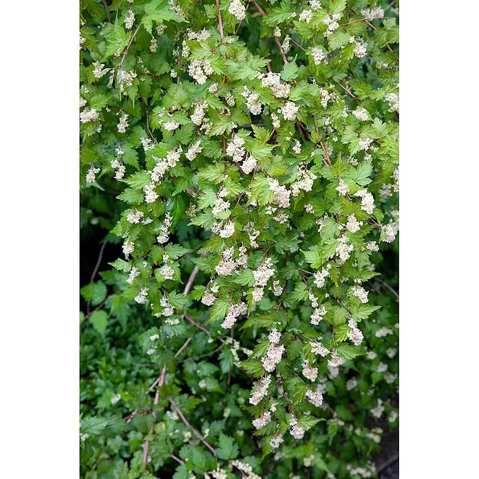 Pflanzen für dich Blasenspiere 20-30 cm - Stephanandra incisa 'Crispa', 20 cm - 30 cm - Eine üppige Pflanze mit leuchtend grünen Blättern und kleinen, zarten cremeweißen Blüten in Büscheln.