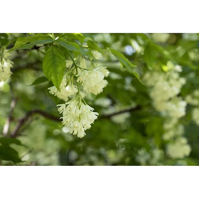 Pflanzen für dich Blasenspiere 60-80 cm - Staphylea colchica, 60 cm - 80 cm - Blütenbüschel kleiner, glockenförmiger, hellgelber Blüten hängen an einem belaubten grünen Ast.