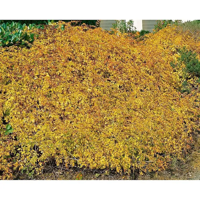 Pflanzen für dich Blasenspiere 20-30 cm - Stephanandra incisa 'Crispa', 20 cm - 30 cm - Dichter Busch mit leuchtend gelbem und goldenem Herbstlaub, der eine große Fläche im Garten bedeckt.