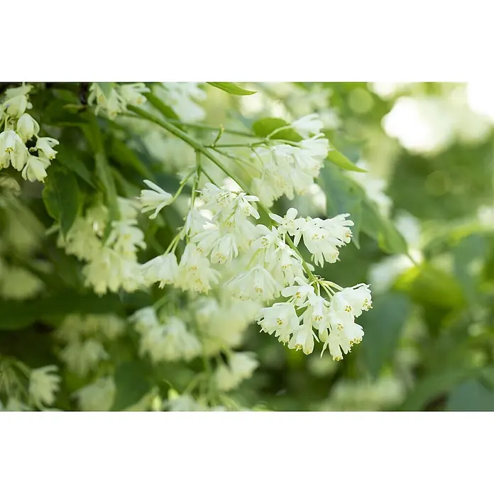 Pflanzen für dich Blasenspiere 60-80 cm - Staphylea colchica, 60 cm - 80 cm - Zarte weiße Glockenblüten mit gelben Zentren blühen an grünen Zweigen.