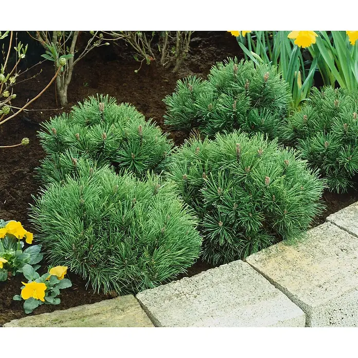 Pflanzen für dich Blasenspiere 20-30 cm - Stephanandra incisa 'Crispa', 20 cm - 30 cm - Kompakte grüne Kiefernsträucher in einem Gartenbeet neben Pflastersteinen.