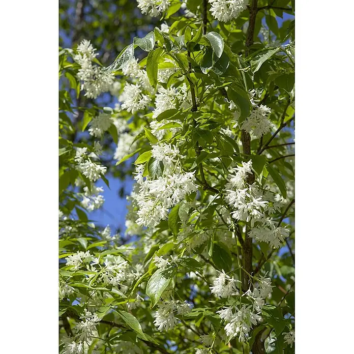 Pflanzen für dich Blasenspiere 60-80 cm - Staphylea colchica, 60 cm - 80 cm - Weiße Blüten und grüne Blätter an einem blühenden Baum vor blauem Himmel.