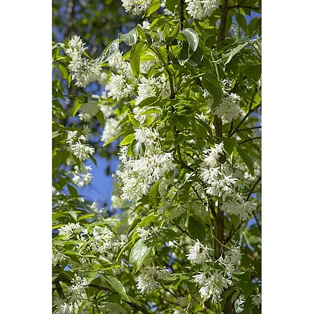 Pflanzen für dich  Blasenspiere 60-80 cm