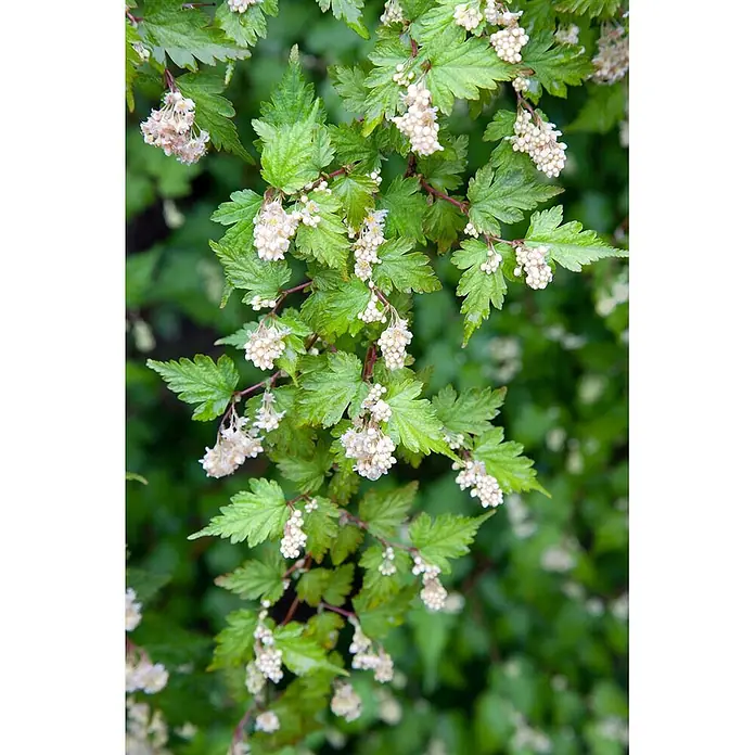 Pflanzen für dich Blasenspiere 20-30 cm - Stephanandra incisa 'Crispa', 20 cm - 30 cm - Üppige Grünpflanze mit gezackten Blättern und Trauben kleiner weißer Blütenknospen.