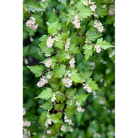 Pflanzen für dich  Blasenspiere 20-30 cm