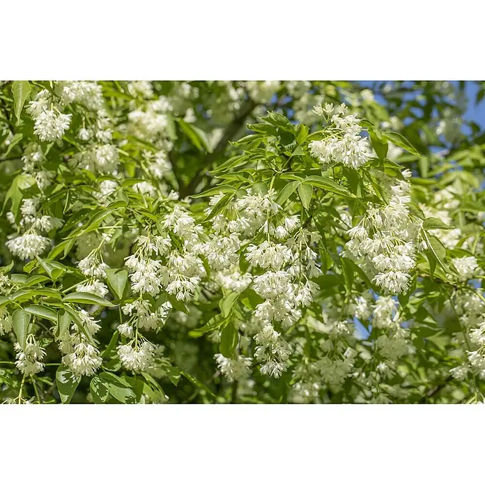 Pflanzen für dich Blasenspiere 60-80 cm - Staphylea colchica, 60 cm - 80 cm - Nahaufnahme eines blühenden Baumes mit Büscheln kleiner weißer Blüten und grünen Blättern.