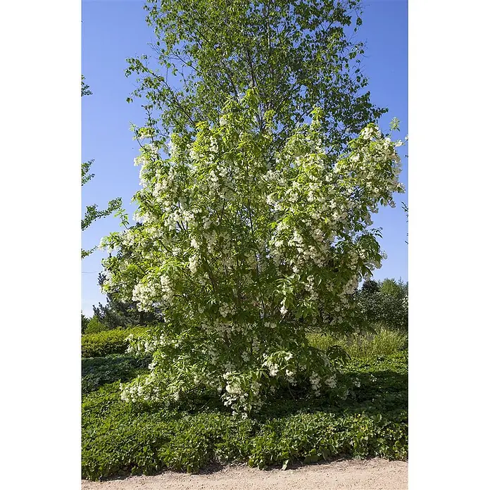 Pflanzen für dich Blasenspiere 60-80 cm - Staphylea colchica, 60 cm - 80 cm - Blühender Baum mit vielen weißen Blüten und grünen Blättern vor blauem Himmel, umgeben von Bodendecker.