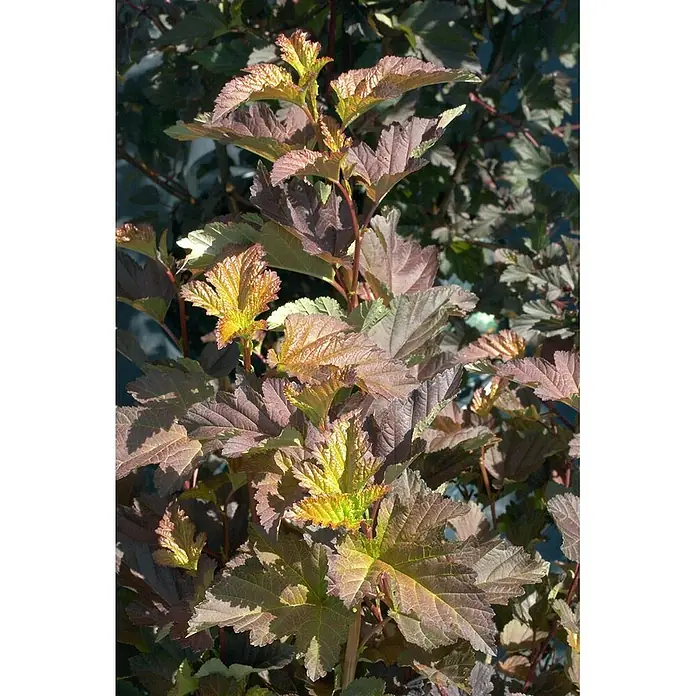 Pflanzen für dich Blasenspiere 60-80 cm - Physocarpus opulifolius 'Diable d'Or', 60 cm - 80 cm - Nahaufnahme eines Strauchs mit rotbraunen und gelb-grünen gelappten Blättern, zeigt neuen, lebhaften Austrieb.