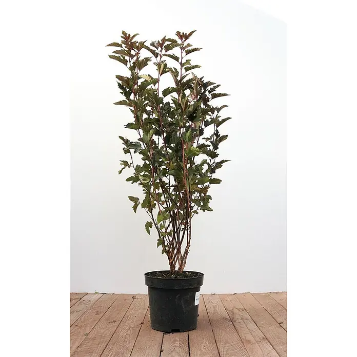 Pflanzen für dich Blasenspiere Blasenspiere - Physocarpus opulifolius 'Summer Wine', 80 cm - 100 cm - Topfstrauch mit dunklem Laub und rötlichen Stielen.