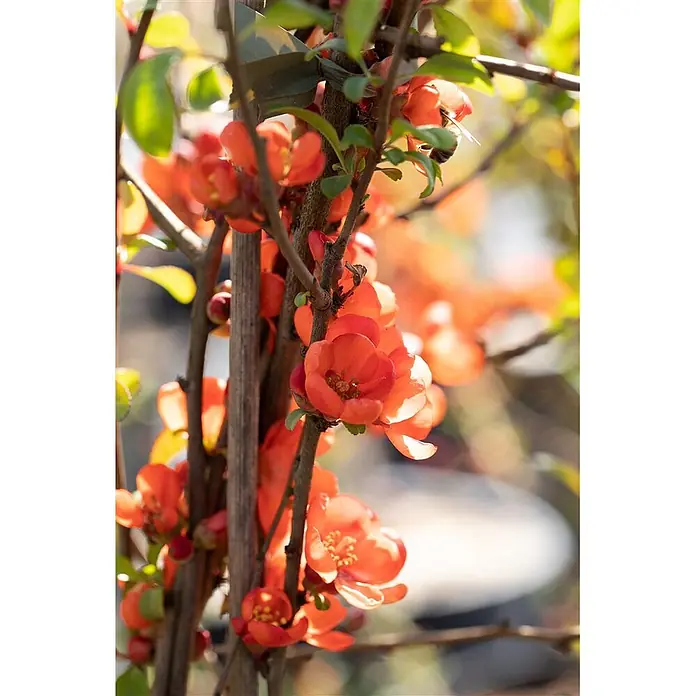 Pflanzen für dich Zierquitte 40-60 cm - Chaenomeles japonica 'Sargentii', Aktuelle Wuchshöhe: 40 cm - 60 cm - Lebhaft orange-rote Blüten an einem Strauch mit grünen Blättern. Eine Biene besucht eine Blüte.