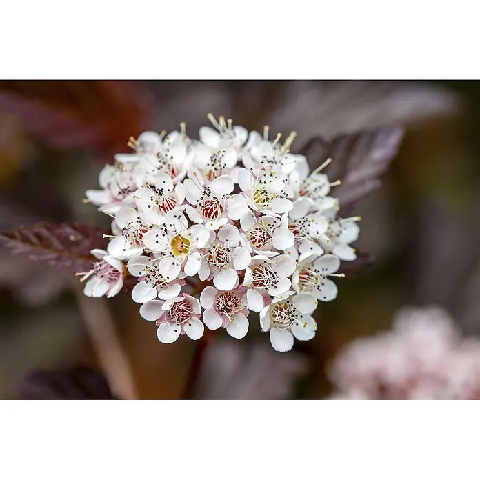 Pflanzen für dich Blasenspiere 60-80 cm - Physocarpus opulifolius 'Diable d'Or', 60 cm - 80 cm - Dichte weiße Blüten mit roten Mitten und auffälligen Staubblättern vor dunkelrotbraunen Blättern.
