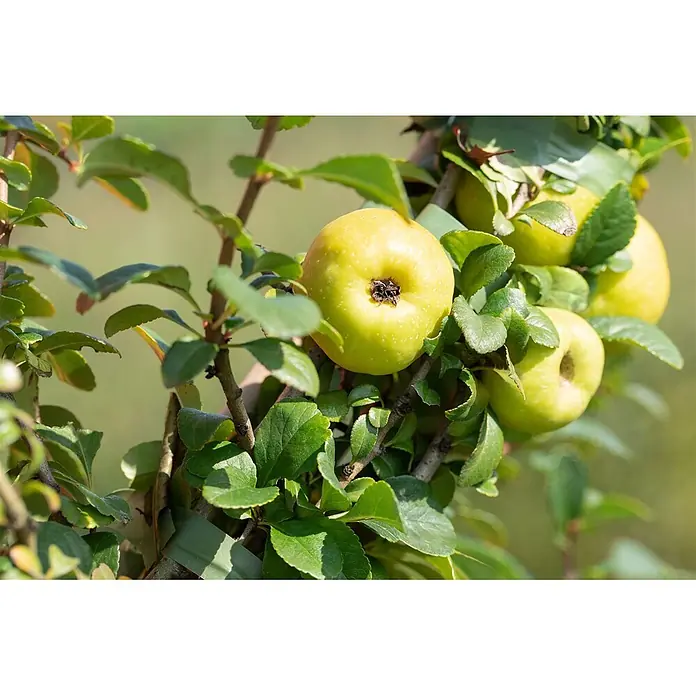 Pflanzen für dich Zierquitte 40-60 cm - Chaenomeles japonica 'Sargentii', Aktuelle Wuchshöhe: 40 cm - 60 cm - Grün-gelbe Äpfel reifen an einem belaubten Ast.