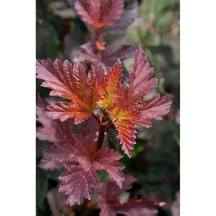 Pflanzen für dich Blasenspiere 60-80 cm - Physocarpus opulifolius 'Diable d'Or', 60 cm - 80 cm - Rot-violettes Laub mit tief gelappten Blättern und leuchtend rot-orangem Neuaustrieb mit grünen Akzenten.