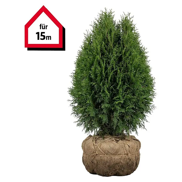 Piardino Lebensbaum - 80 cm - 100 cm, Thuja occidentalis 'Brabant', 45 Stk.  online kaufen bei BAUHAUS