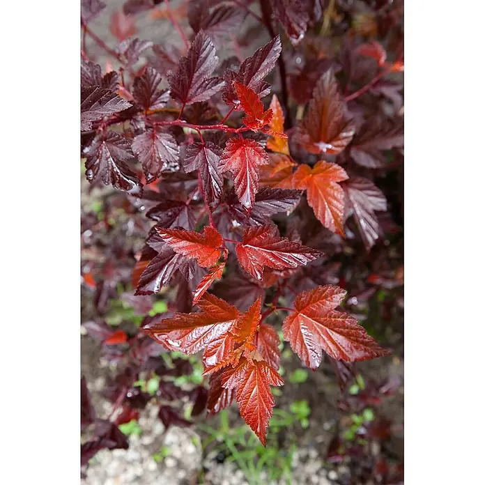 Pflanzen für dich Blasenspiere 60-80 cm - Physocarpus opulifolius 'Diable d'Or', 60 cm - 80 cm - Nahaufnahme einer Pflanze mit leuchtend roten und bordeauxfarbenen Blättern, teils orangeroten und mit Wassertropfen.
