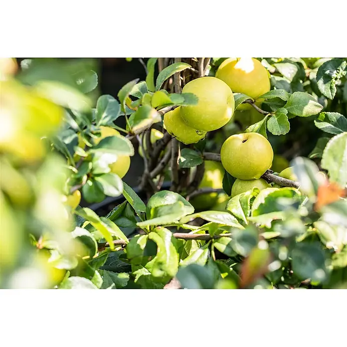 Pflanzen für dich Zierquitte 40-60 cm - Chaenomeles japonica 'Sargentii', Aktuelle Wuchshöhe: 40 cm - 60 cm - Grüne Äpfel an einem Baum mit Blättern, einige mit Wassertropfen.