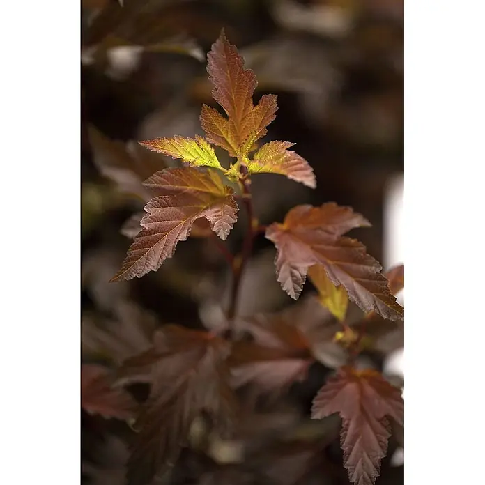 Pflanzen für dich Blasenspiere 60-80 cm - Physocarpus opulifolius 'Diable d'Or', 60 cm - 80 cm - Kupferfarbene Pflanzenblätter mit gezackten Rändern und hellerem grünen Neuaustrieb.