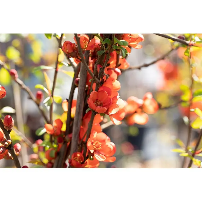 Pflanzen für dich Zierquitte 40-60 cm - Chaenomeles japonica 'Sargentii', Aktuelle Wuchshöhe: 40 cm - 60 cm - Leuchtend orangerote Blüten der Zierquitte an Ästen, von Sonnenlicht beleuchtet.