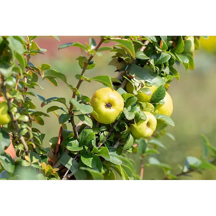 Pflanzen für dich Zierquitte 40-60 cm - Chaenomeles japonica 'Sargentii', Aktuelle Wuchshöhe: 40 cm - 60 cm - Grüne Äpfel hängen an einem Ast umgeben von Blättern.