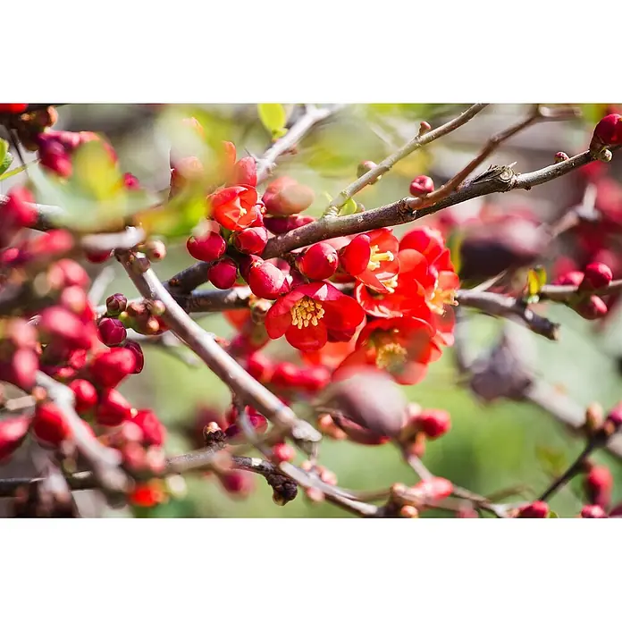 Pflanzen für dich Zierquitte 40-60 cm - Chaenomeles japonica 'Sargentii', Aktuelle Wuchshöhe: 40 cm - 60 cm - Leuchtend rote Blüten und Knospen an braunen Zweigen, teils mit sichtbaren gelben Staubgefäßen.