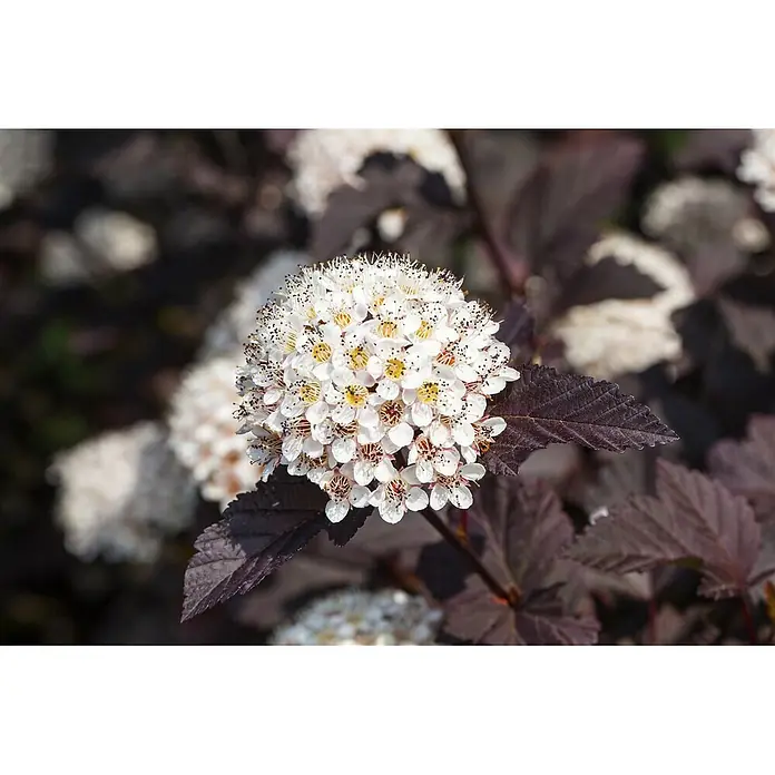 Pflanzen für dich Blasenspiere Blasenspiere - Physocarpus opulifolius 'Summer Wine', 80 cm - 100 cm - Weiße, gruppierte Blüten mit gelben Mitten an einer Pflanze mit dunkelroten Blättern.