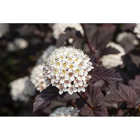 Pflanzen für dich  Blasenspiere 60-80 cm