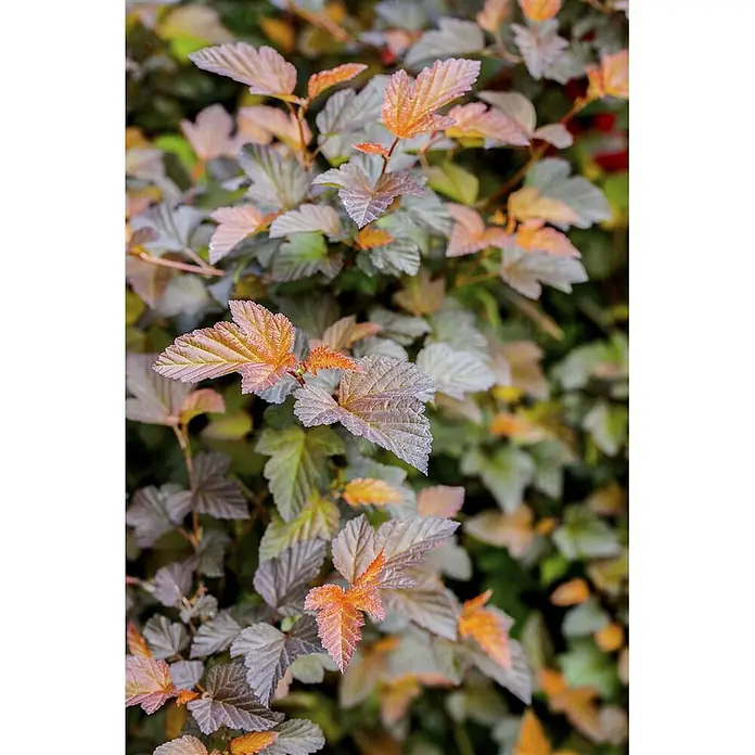 Pflanzen für dich Blasenspiere Blasenspiere - Physocarpus opulifolius 'Summer Wine', 80 cm - 100 cm - Nahaufnahme von leuchtenden Herbstblättern an einem Strauch, die Orange-, Rot- und Grüntöne zeigen.