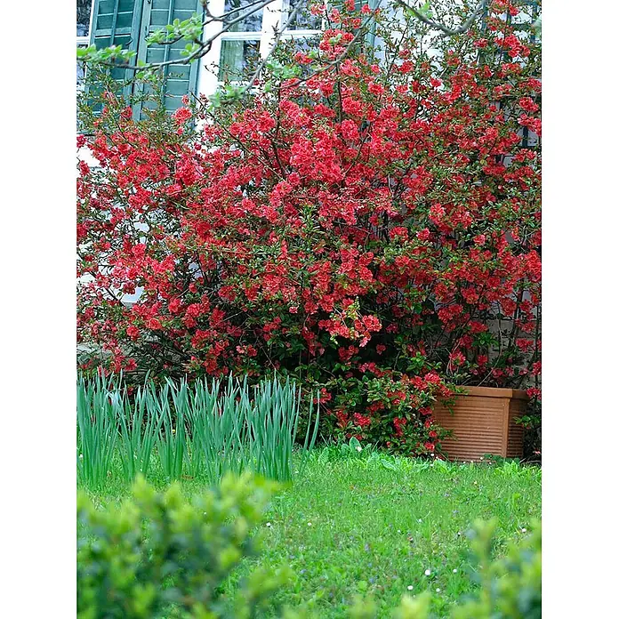 Pflanzen für dich Zierquitte 40-60 cm - Chaenomeles 'Red Joy', Aktuelle Wuchshöhe: 40 cm - 60 cm - Leuchtend rot blühender Busch im Garten mit grünem Gras und Haus im Hintergrund.