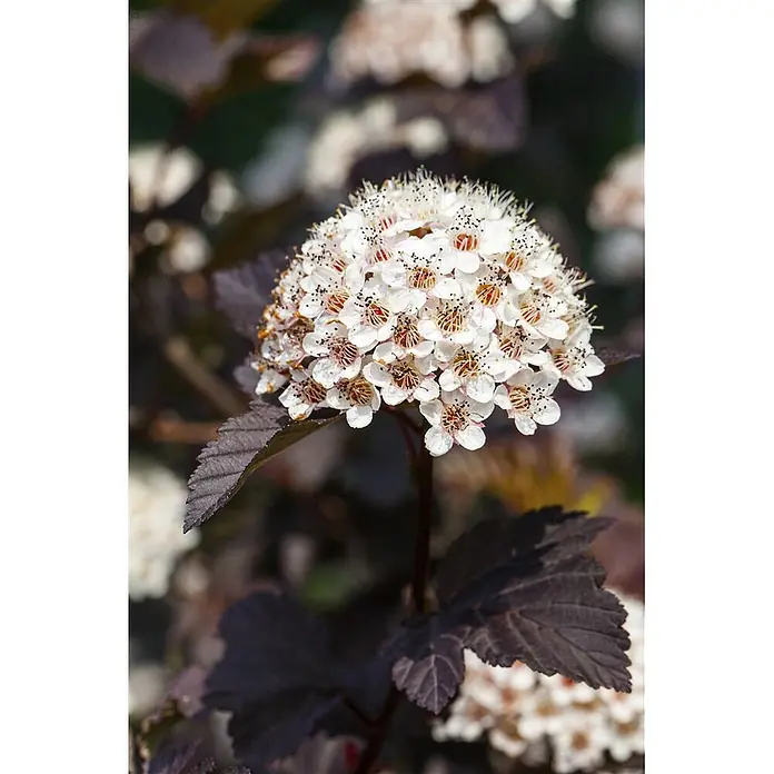 Pflanzen für dich Blasenspiere Blasenspiere - Physocarpus opulifolius 'Summer Wine', 80 cm - 100 cm - Runde weiße Blütenstände mit dunklen Zentren auf einem dunkelblättrigen Strauch.