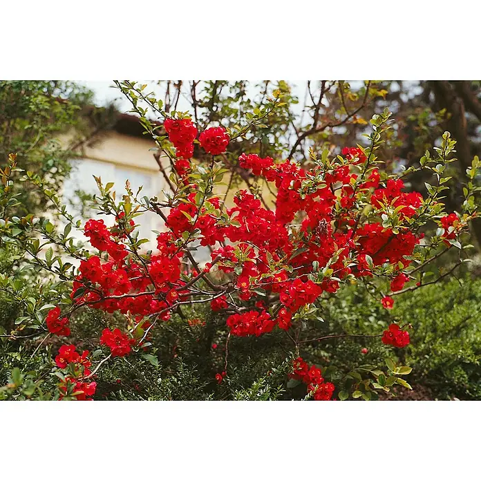 Pflanzen für dich Zierquitte 60-80 cm - Chaenomeles × superba 'Fire Dance', Aktuelle Wuchshöhe: 60 cm - 80 cm - Ein Strauch dicht bedeckt mit leuchtend roten Blüten und grünen Blättern, der seine reiche Blüte in natürlicher Umgebung zeigt.