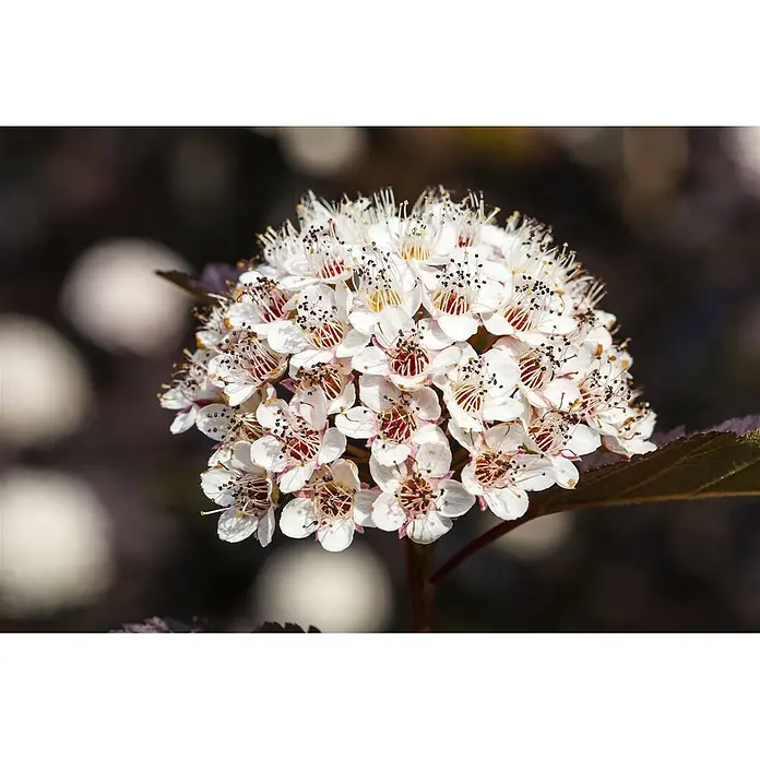 Pflanzen für dich Blasenspiere 60-80 cm - Physocarpus opulifolius 'Summer Wine', 60 cm - 80 cm - Blütencluster mit weißen Blütenblättern und roten, dunkelbraunen Blütenmitten.