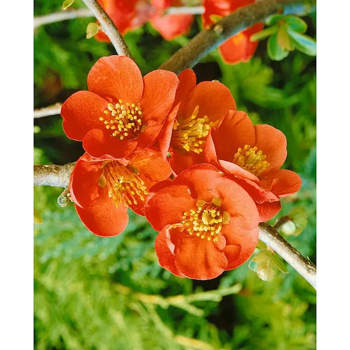 Pflanzen für dich Zierquitte 60-80 cm - Chaenomeles × superba 'Fire Dance', Aktuelle Wuchshöhe: 60 cm - 80 cm - Nahaufnahme von leuchtend orangefarbenen Blüten mit gelben Zentren an einem Zweig.